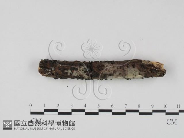 登錄號:F0023637藏品圖，第5張