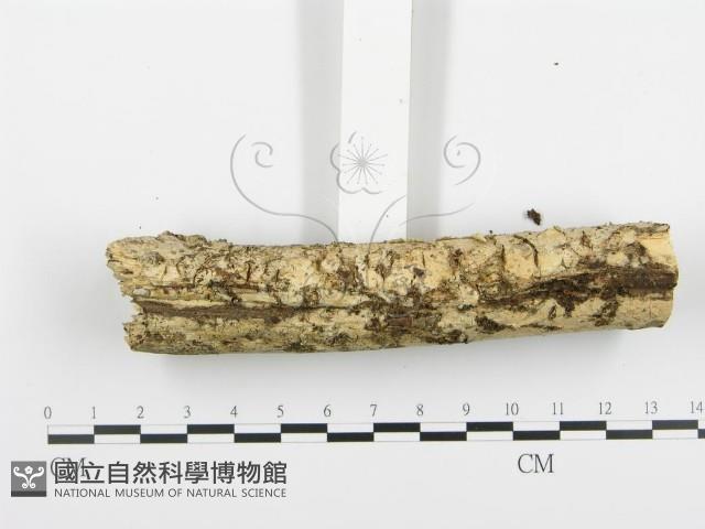 阿太菌屬藏品圖，第5張