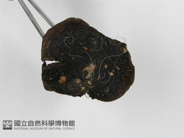 登錄號:F0005537藏品圖，第5張