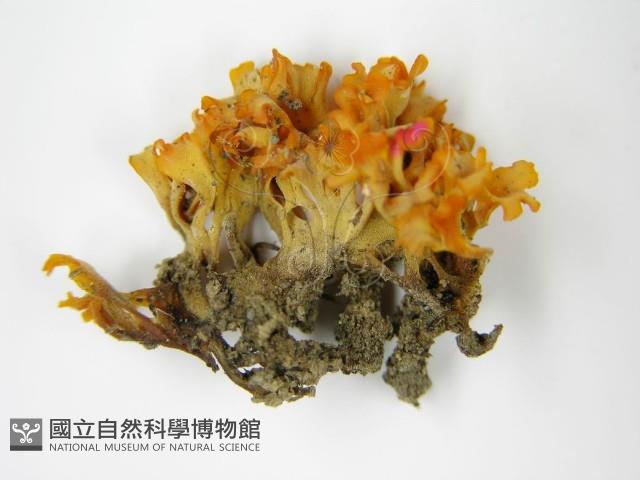 登錄號:F0015137藏品圖，第6張