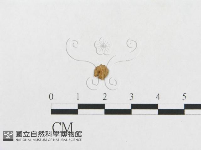 登錄號:F0014337藏品圖，第5張