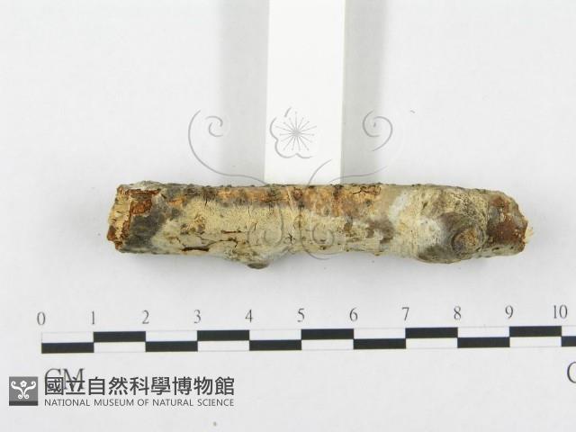 登錄號:F0015337藏品圖，第5張