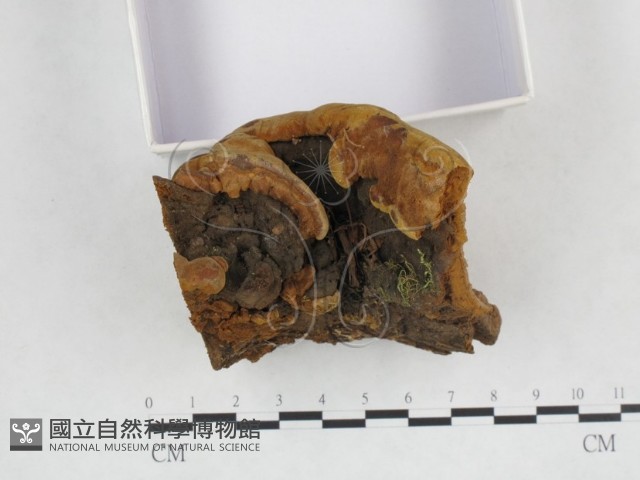 登錄號:F0003877藏品圖，第5張