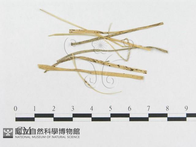 登錄號:F0011677藏品圖，第5張
