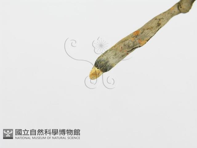 炭角菌屬藏品圖，第5張
