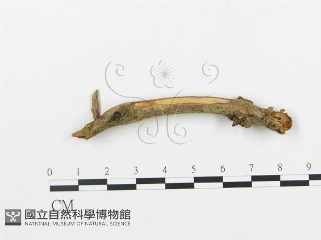 登錄號:F0004477藏品圖，第5張