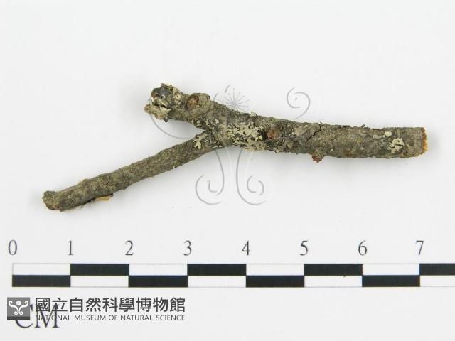 登錄號:F0016777藏品圖，第5張