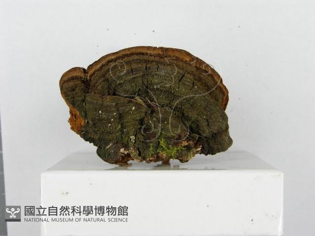 木層孔菌屬藏品圖，第5張