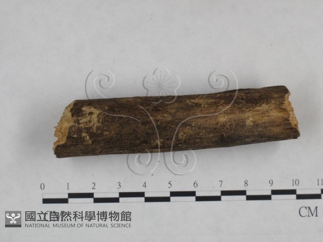 登錄號:F0025077藏品圖，第5張