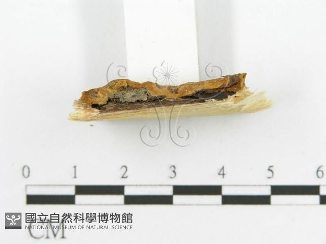 登錄號:F0017377藏品圖，第5張