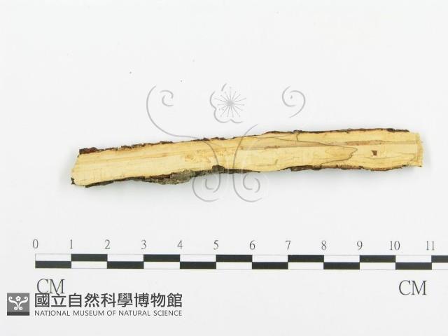 阿太菌屬藏品圖，第5張