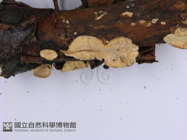 登錄號:F0008265藏品圖，第5張