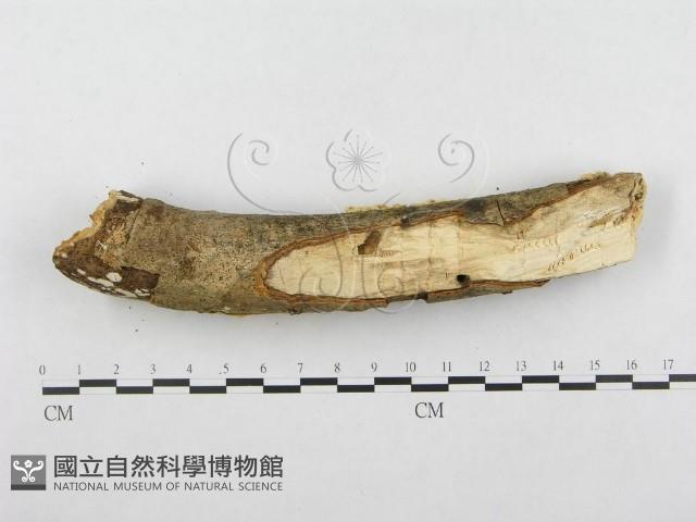 登錄號:F0001265藏品圖，第5張