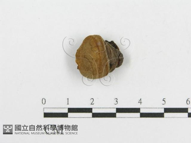 登錄號:F0017865藏品圖，第5張