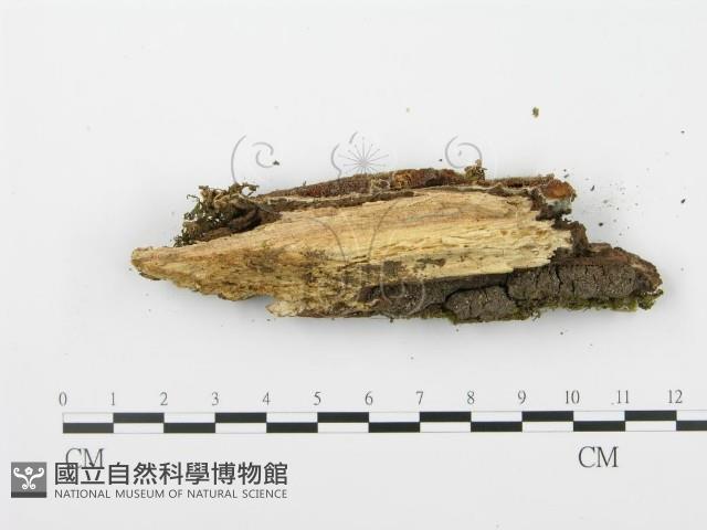 登錄號:F0002965藏品圖，第5張