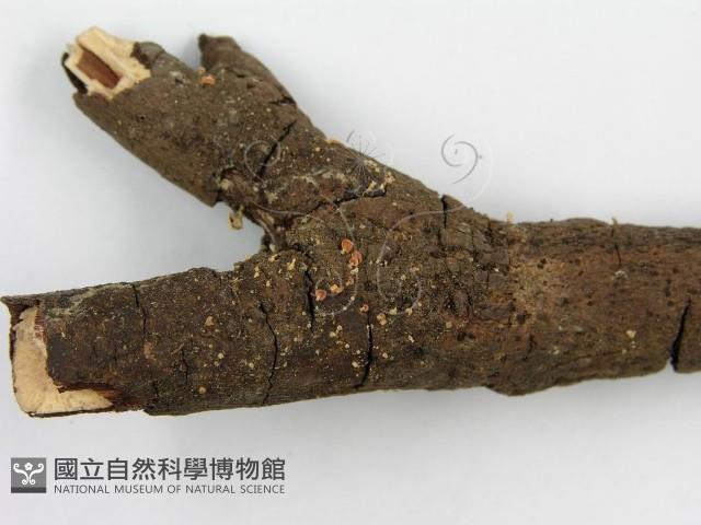 登錄號:F0005665藏品圖，第5張