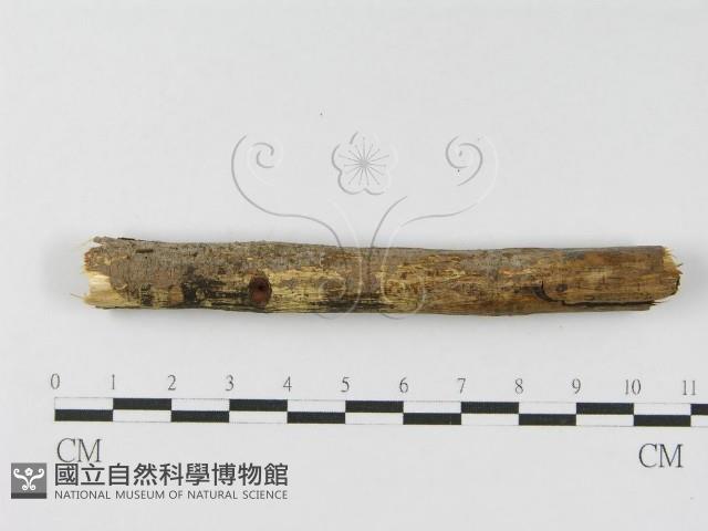 登錄號:F0010465藏品圖，第5張