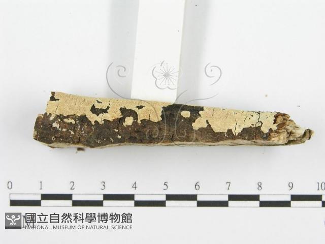 登錄號:F0001465藏品圖，第5張