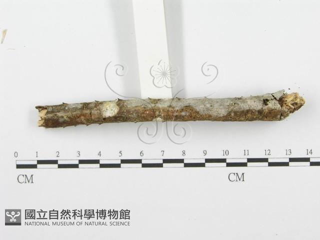 登錄號:F0001565藏品圖，第5張