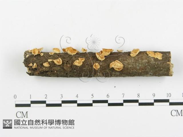 登錄號:F0003565藏品圖，第5張