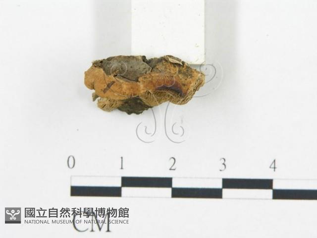 登錄號:F0007165藏品圖，第5張