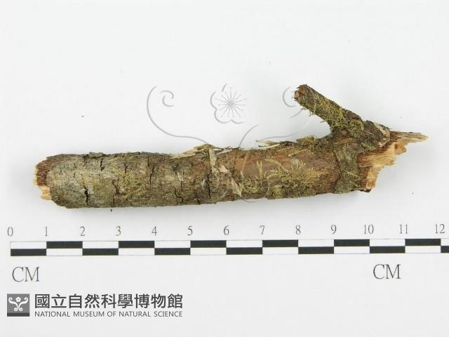 登錄號:F0001365藏品圖，第5張