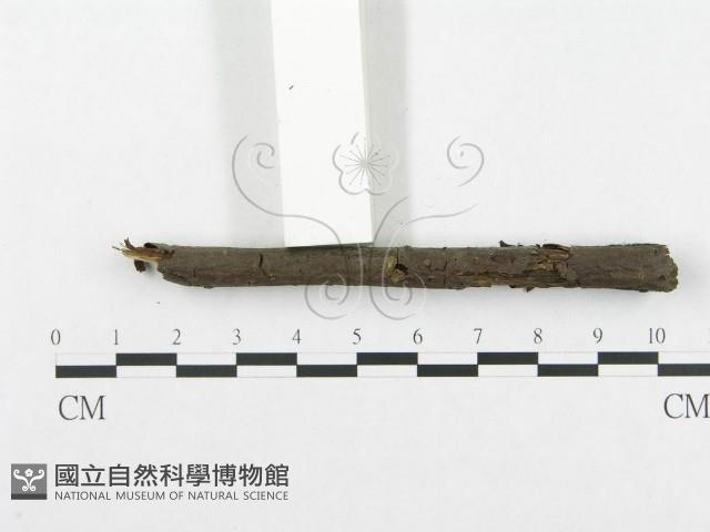 登錄號:F0009225藏品圖，第5張