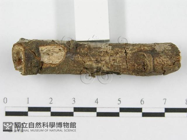 筍殼菌屬藏品圖，第5張