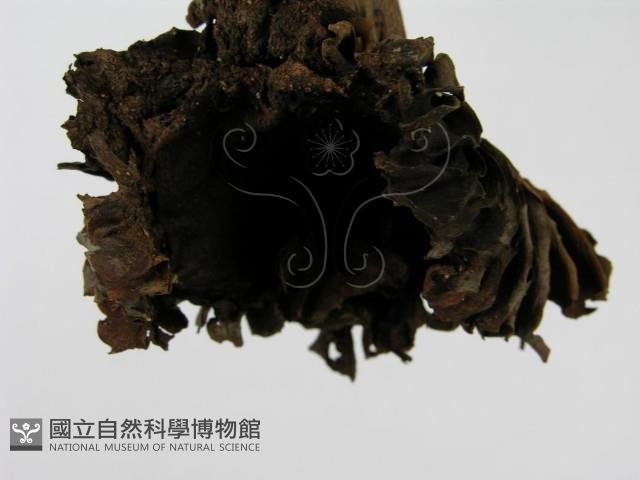 登錄號:F0015825藏品圖，第5張