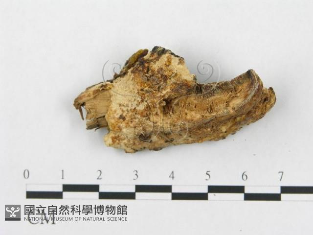 登錄號:F0005925藏品圖，第5張