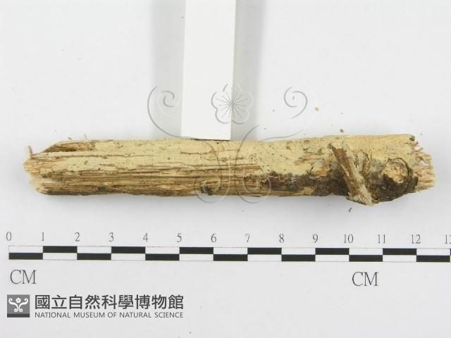 登錄號:F0020425藏品圖，第5張