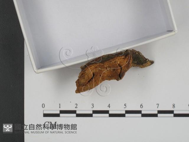 登錄號:F0020525藏品圖，第5張