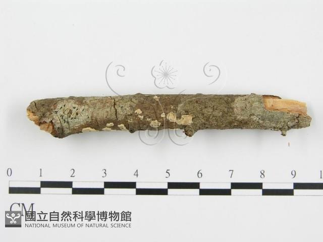 登錄號:F0010525藏品圖，第5張