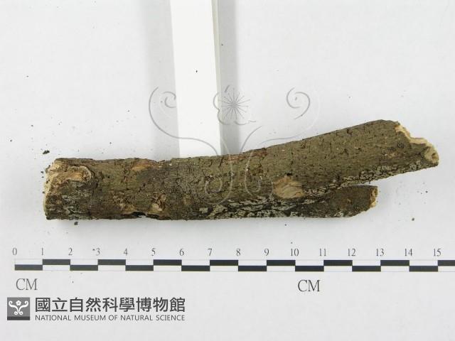 登錄號:F0020125藏品圖，第5張