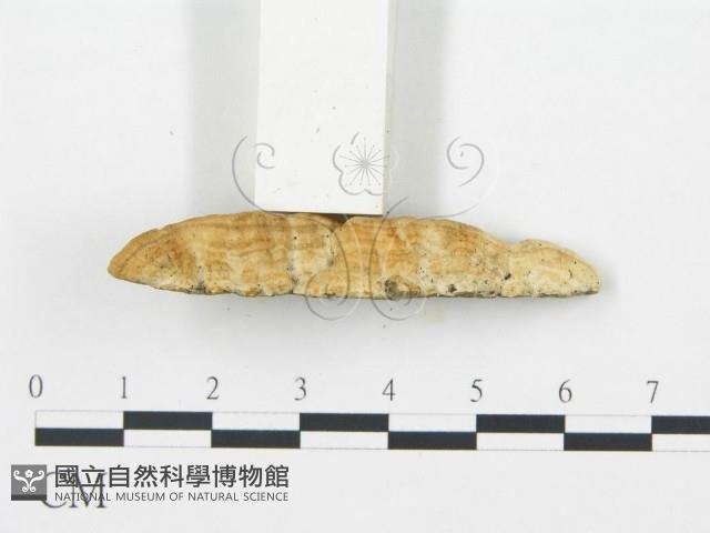 登錄號:F0006025藏品圖，第5張