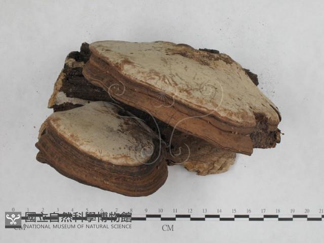 登錄號:F0012025藏品圖，第5張