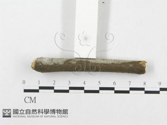 登錄號:F0005025藏品圖，第5張