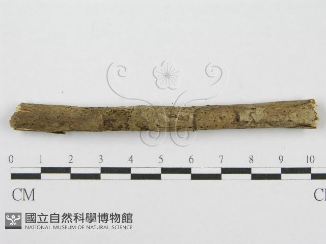 筍殼菌屬藏品圖，第5張