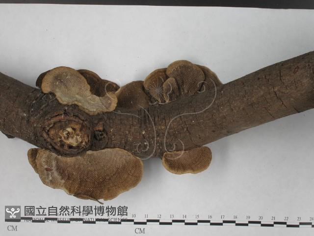 登錄號:F0016205藏品圖，第5張