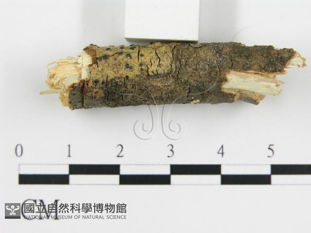 登錄號:F0001205藏品圖，第5張