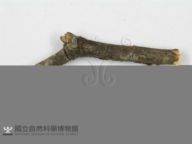 筍殼菌屬藏品圖，第5張