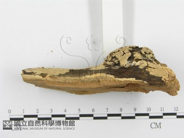 登錄號:F0000905藏品圖，第5張