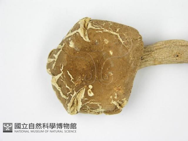 登錄號:F0004905藏品圖，第5張