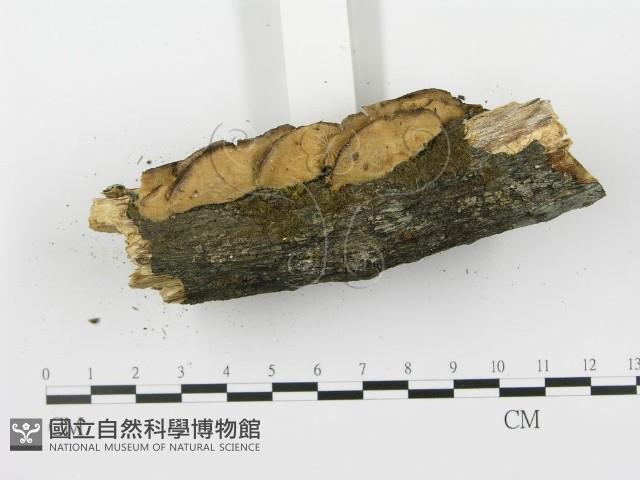 登錄號:F0001405藏品圖，第5張