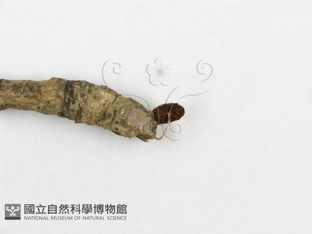 登錄號:F0013405藏品圖，第5張
