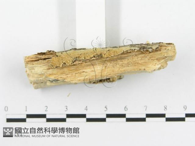 登錄號:F0020505藏品圖，第5張