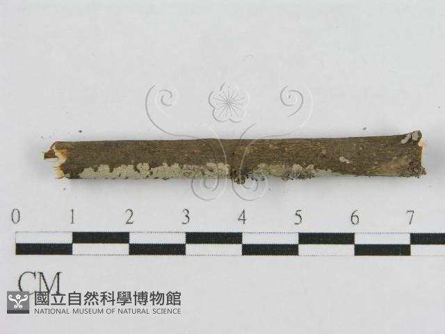 登錄號:F0010505藏品圖，第5張