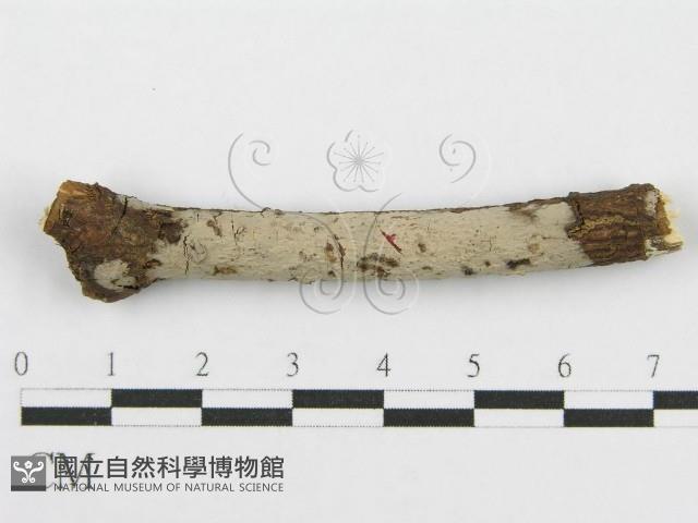 筍殼菌屬藏品圖，第5張