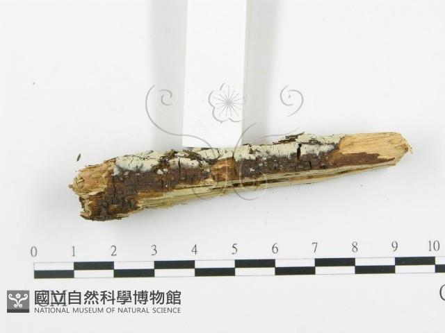 登錄號:F0009915藏品圖，第5張