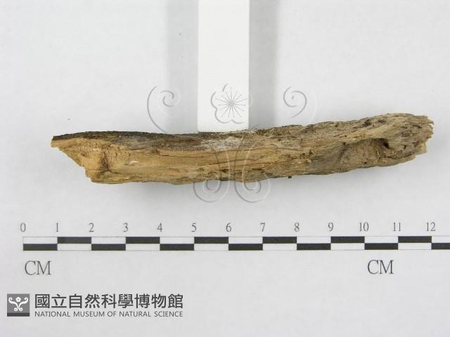 絲皮菌屬藏品圖，第5張